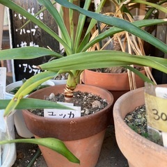 ユッカ　一つ300円　青年の木　その他植物の画像