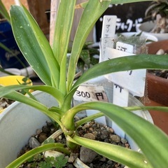 ユッカ　一つ300円　青年の木　その他植物の画像