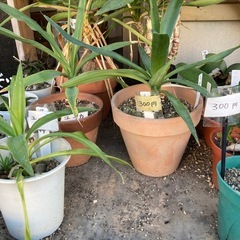 ユッカ　一つ300円　青年の木　その他植物の画像