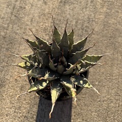 アガベ　ユタエンシスエボリスピナ　現地株の画像