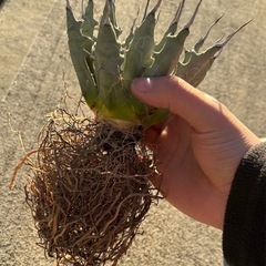 アガベ　ユタエンシスエボリスピナ　現地株の画像