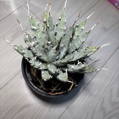 アガベ　ユタエンシスエボリスピナ　現地株の画像