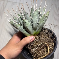 アガベ　ユタエンシスエボリスピナ　現地株の画像