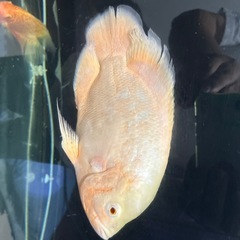 2匹セット【熱帯魚】の画像