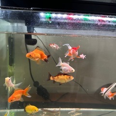 金魚まとめてお譲りします（※ドジョウ・エビ除く） 11匹ですの画像
