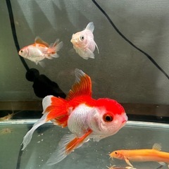 金魚まとめてお譲りします（※ドジョウ・エビ除く） 11匹ですの画像