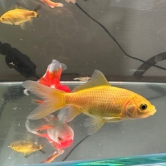 金魚まとめてお譲りします（※ドジョウ・エビ除く） 11匹ですの画像