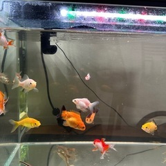 金魚まとめてお譲りします（※ドジョウ・エビ除く） 11匹ですの画像