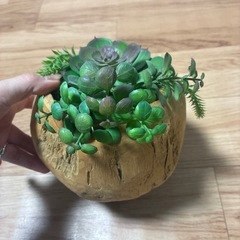 多肉　インテリアの画像