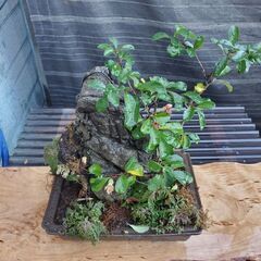 盆栽　長寿梅　石付。の画像