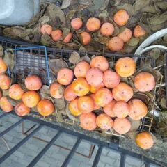 無農薬　富有柿　10個　200円　2kg強になるようにします！の画像