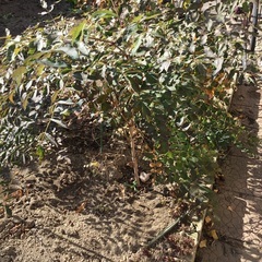 タラの木(棘あり)の画像