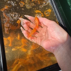 らんちゅう小さめの画像