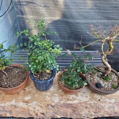 盆栽　ミニ盆栽　小品盆栽の画像