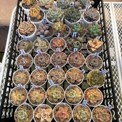多肉植物1カゴ(38ポット)の画像