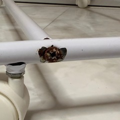 スラックスハンガーの画像