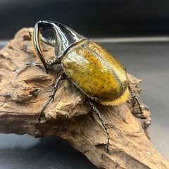  【即ブリ】累代用/ブリード用/血の入れ替え/イベント用などに/DHリッキー ♂117mm(134mm)※送料事前連絡にて変更可 ※直接受け渡しに変更可の画像