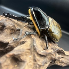  【即ブリ】累代用/ブリード用/血の入れ替え/イベント用などに/DHリッキー ♂117mm(134mm)※送料事前連絡にて変更可 ※直接受け渡しに変更可の画像