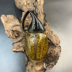  【即ブリ】累代用/ブリード用/血の入れ替え/イベント用などに/DHリッキー ♂117mm(134mm)※送料事前連絡にて変更可 ※直接受け渡しに変更可の画像