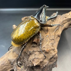  【即ブリ】累代用/ブリード用/血の入れ替え/イベント用などに/DHリッキー ♂117mm(134mm)※送料事前連絡にて変更可 ※直接受け渡しに変更可の画像