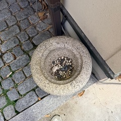 庭のインテリアの画像