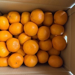 産直みかん約9 キロ　1999円/箱