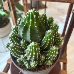 サボテン  フォルモーサの画像