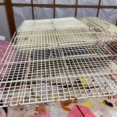 とりかごの画像