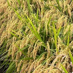 《農家直売》新米令和7年佐賀県産新品種『ひなたまる』玄米30Kgの画像