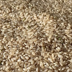 《農家直売》新米令和7年佐賀県産新品種『ひなたまる』玄米30Kgの画像