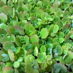 子宝草の子どもたちの画像