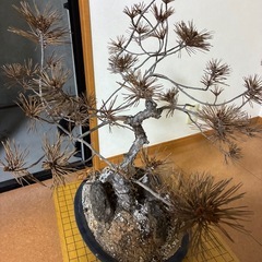 枯れた盆栽の画像