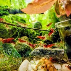 レッドチェリーシュリンプ🦐 10匹の画像