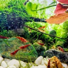 レッドチェリーシュリンプ🦐 10匹の画像