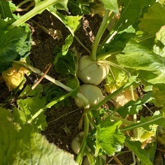 【当日申込みも大丈夫です！】12/20土曜日畑解放　無農薬・有機肥料で育てたカブ（訳あり、取り放題）の画像