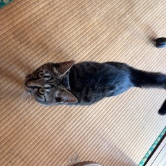 キジトラ　オス　6ヶ月 − 鹿児島県