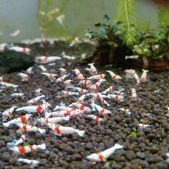 受付ストップします◆　　　　　　　　　　　　　　　　　　　　　　　　　　　　　　　　　　　　　　　　　　　　　　　　　　　　　　　　　　　　　　　　　　　　　　　　　　　　　　　　　　　　　　　　　　　　　　　　レッドビーシュリンプ　おまけ込み16匹セット　③の画像