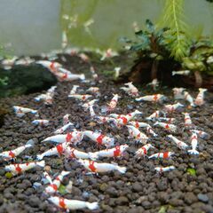 受付ストップします◆　　　　　　　　　　　　　　　　　　　　　　　　　　　　　　　　　　　　　　　　　　　　　　　　　　　　　　　　　　　　　　　　　　　　　　　　　　　　　　　　　　　　　　　　　　　　　　　　レッドビーシュリンプ　おまけ込み16匹セット　③の画像