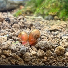 レッドラムズホーン5匹の画像