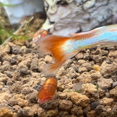 レッドラムズホーン5匹の画像