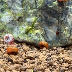 レッドラムズホーン5匹の画像