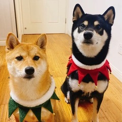 犬猫用 フェスティブ クリスマススカーフの画像