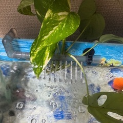 45センチ水槽の画像