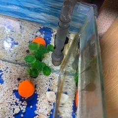 45センチ水槽の画像