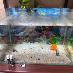 45センチ水槽の画像