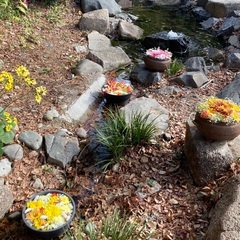 ピースフルフローヨガの画像