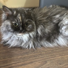 ミヌエット　メス　手術済み