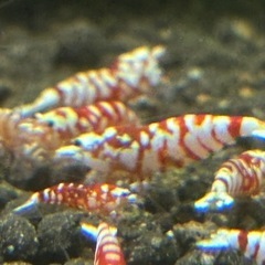 【沖縄ブリード】レッドファンシータイガーシュリンプ 育成・血統維持向け個体（1匹 980円） の画像