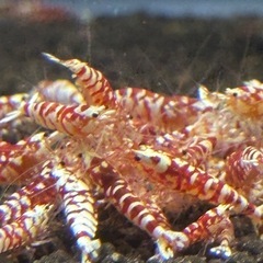 【沖縄ブリード】レッドファンシータイガーシュリンプ 育成・血統維持向け個体（1匹 980円） の画像