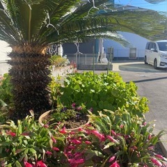 ソテツ 約30年 引き取り限定 掘り取り可能の画像